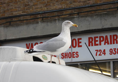 ‘These seagulls are a menace! Why can’t we just shoot them?’ wnews121809_05