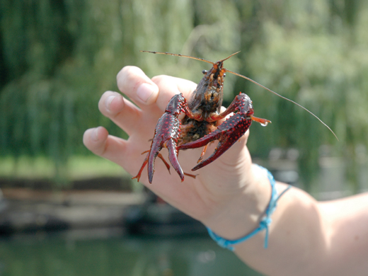 Crays Gangs Clash Battle In Regent s Canal Camden New Journal