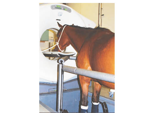 ‘Too heavy’ – NHS patients are sent to the vets for scans – Royal Veterinary College say obese have had to use horse scanners news011212_08