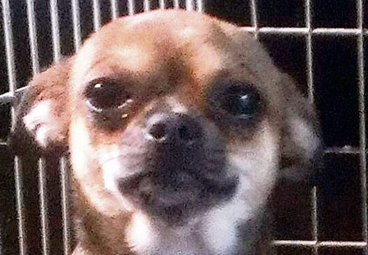 Fresh calls for criminal action to be taken against owners of dangerous dogs as pet chihuahua is ‘ripped apart’ by two Staffordshire Bull Terriers chihuahua-rocky