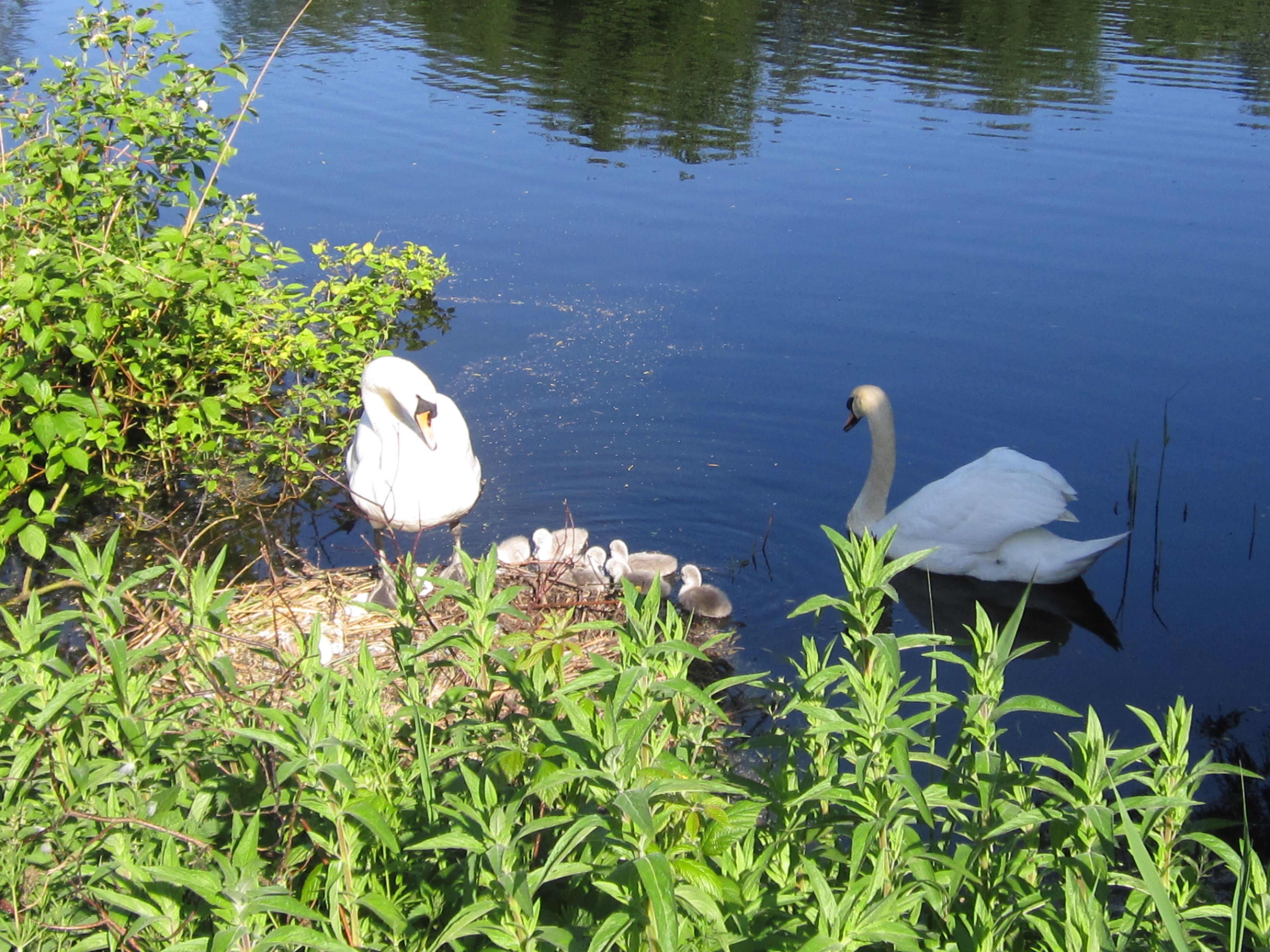 Heath pond cygnets ‘killed by fox or big carp fish’ IMG_0169