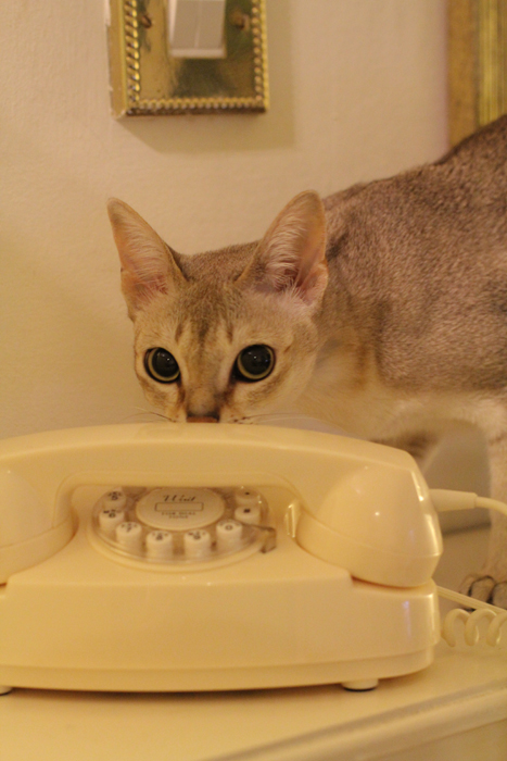 Police Break Door Down In Kilburn After Cat Dials 999 And Hangs Up Camden New Journal