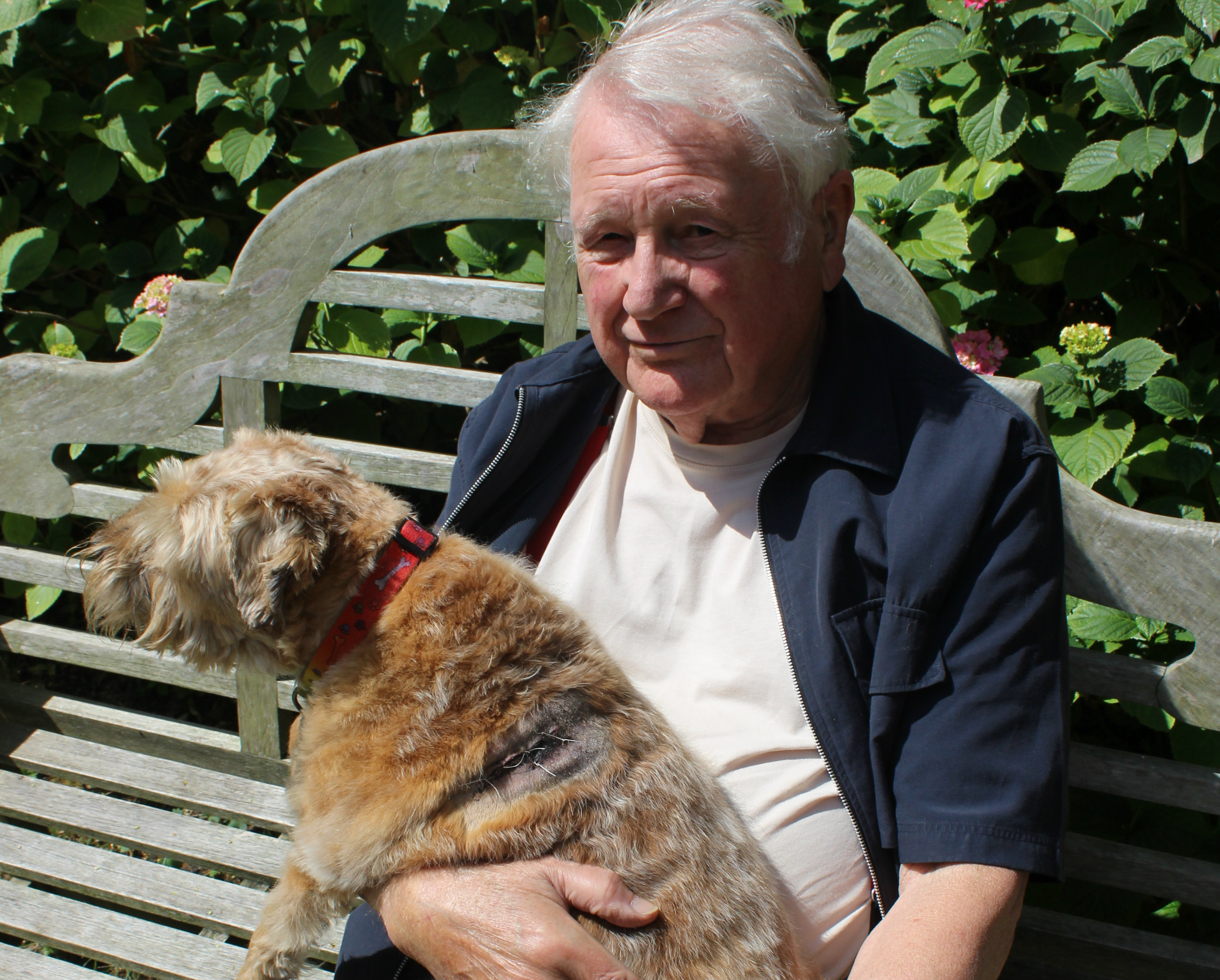 Pensioner’s trauma as pet dog Dido is ‘ripped to pieces’ in street by Staffie dog_1