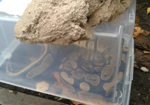 Highgate snake python