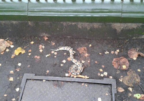 Highgate-python-cnj