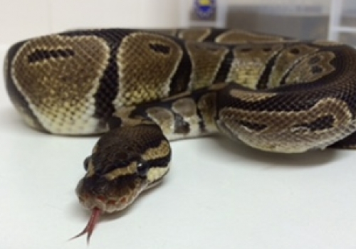 Highgate python