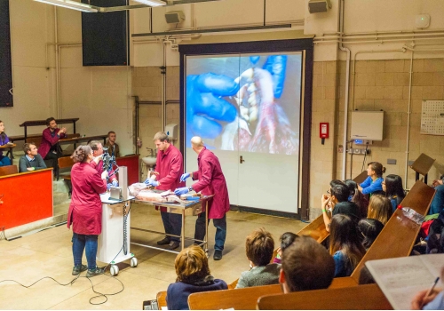 Cheetah dissection Royal Veterinary College