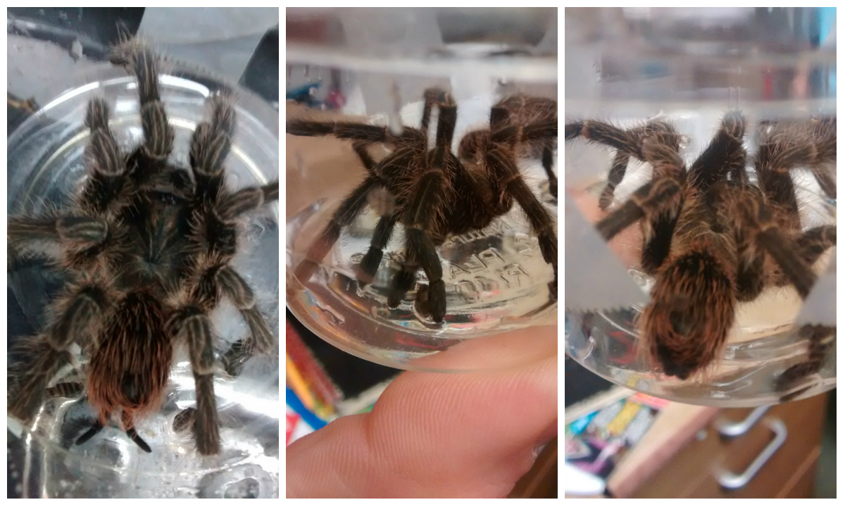 Royal Free tarantula