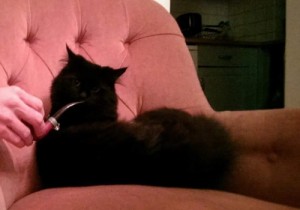 Winston lost cat