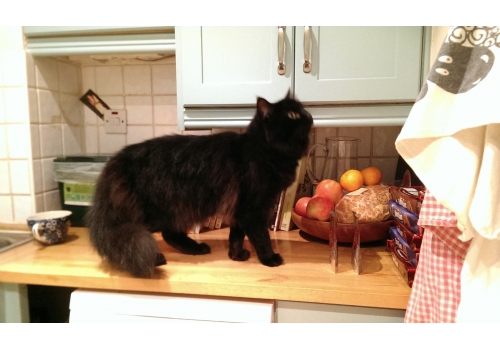 Have you seen Winston? Thermal imaging search unit called in to find missing Belsize Park cat Winston cat, search