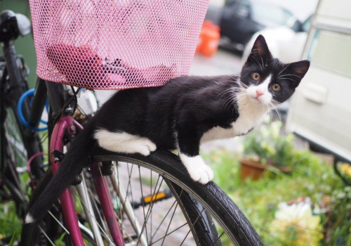 Search for kitten missing from Hampstead Heath fairground site Lost cat Lunar Hampstead Jemima Marriott's cat