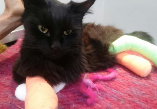 Lost cat Winston - found, Belsize Park