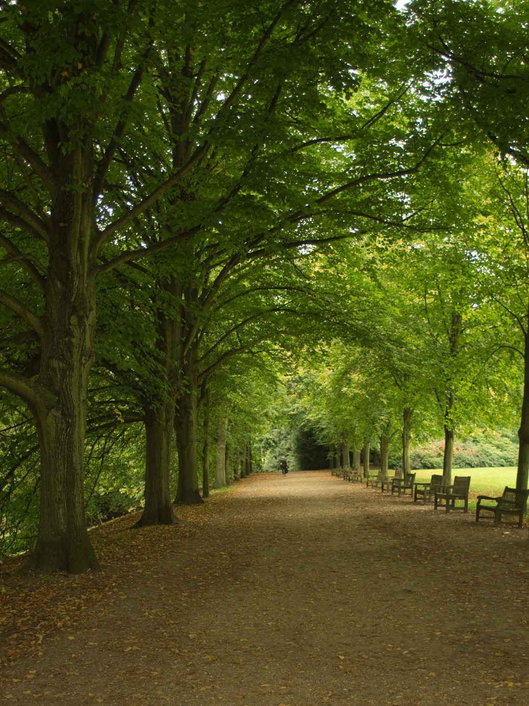 Hampstead Heath-tree lined path