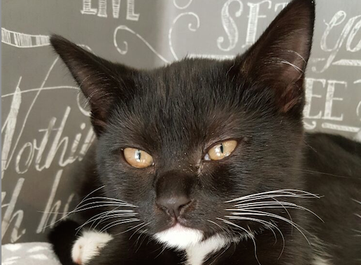 Have you seen Mystery the cat? Mystery the cat, Belsize Park