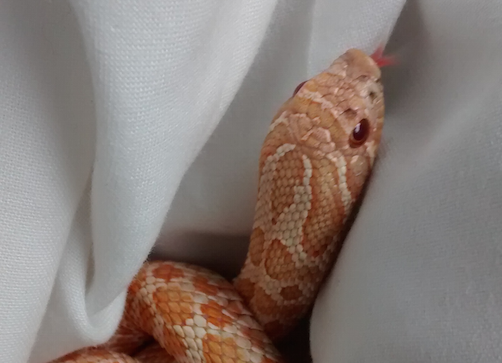 Ssssshocking! Tourists find snake in suitcase Snake Cumberland Hotel