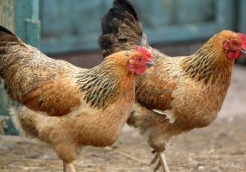 Primrose Hill School chickens killed