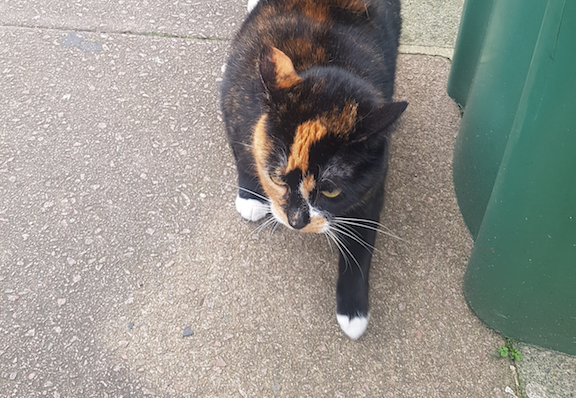 Cat Dennington Park Road