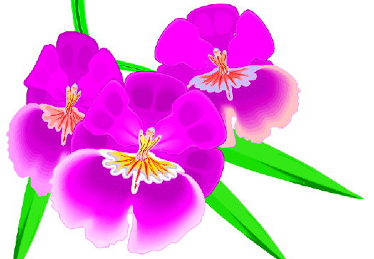 Orchid 4