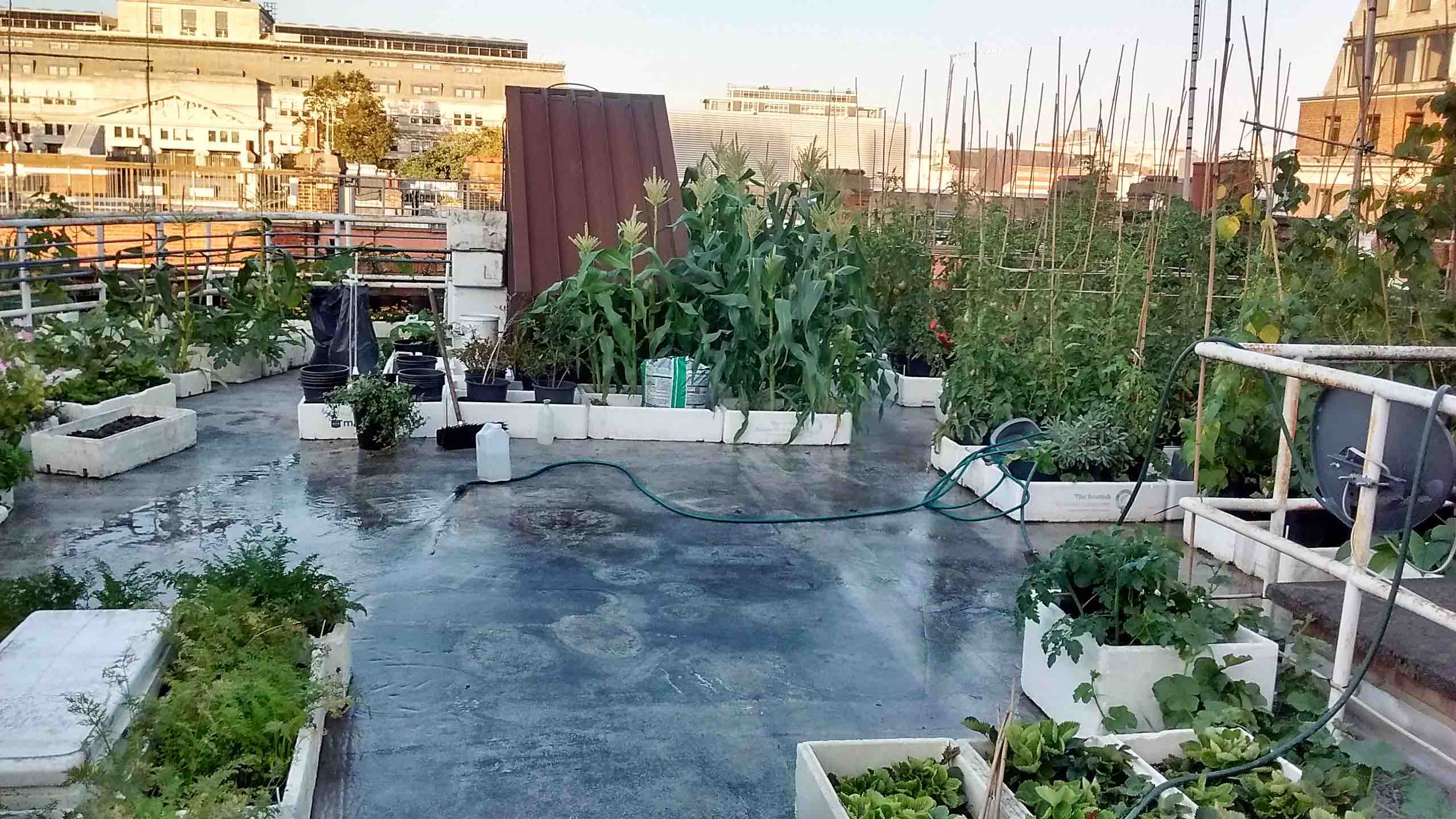 Anger as Town Hall destroys rooftop allotment in Bloomsbury allotment2