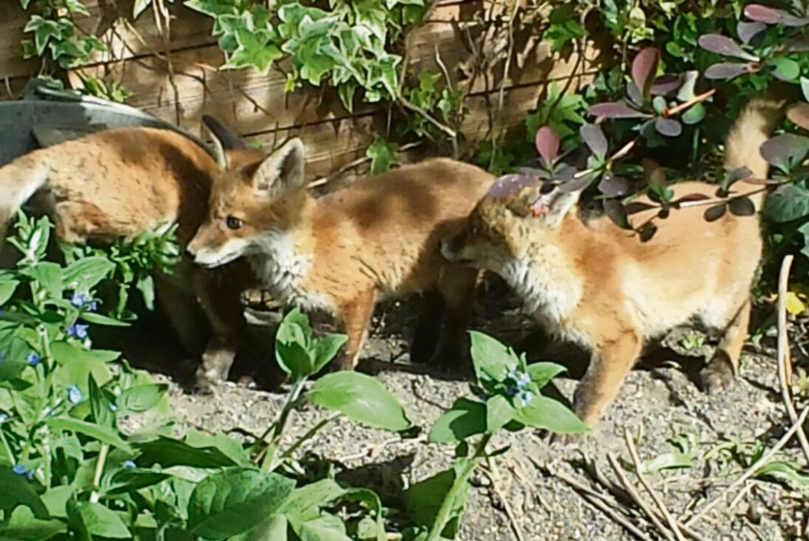 fox-cnj