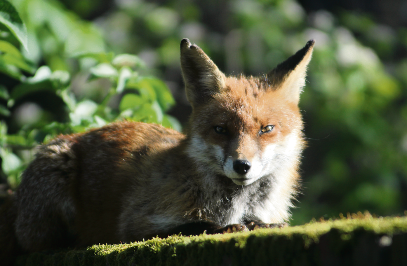 fox-cnj2