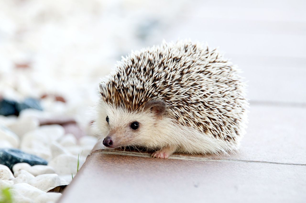 Hedgehog among Chalcots estate evacuees Domesticated_Baby_Hedgehog