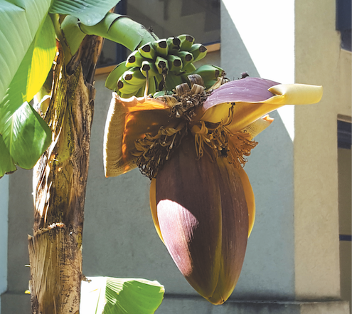 The bananas grown in King’s Cross bananas