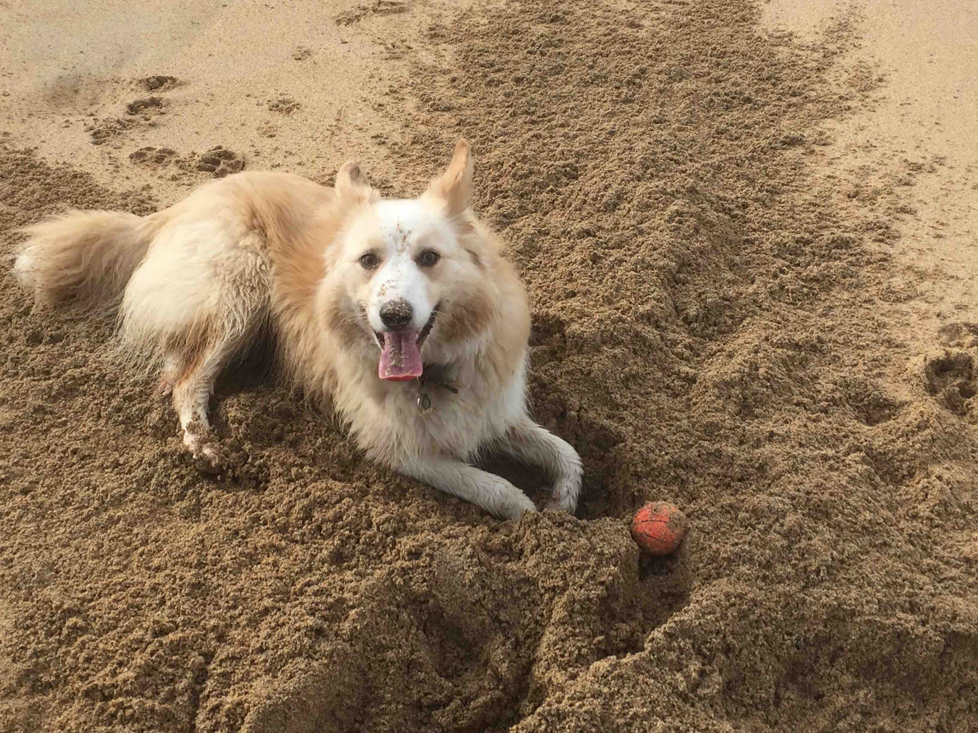 lost dog Cody Worcester Hampstead