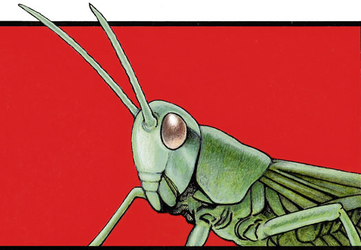 Grasshopper-Sadler