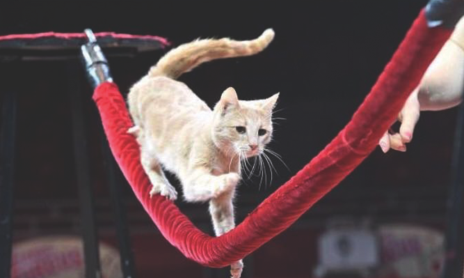 acrobatic cats zippos