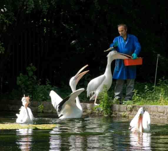 pelicans