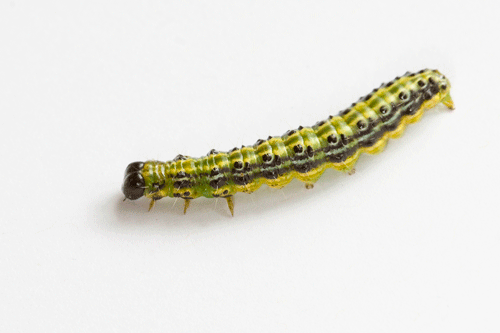 Town Hall on alert for Box Tree Caterpillar invasion Caterpillar