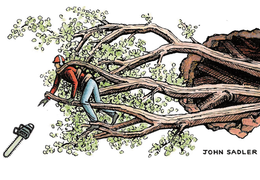 Tree Wall cartoon