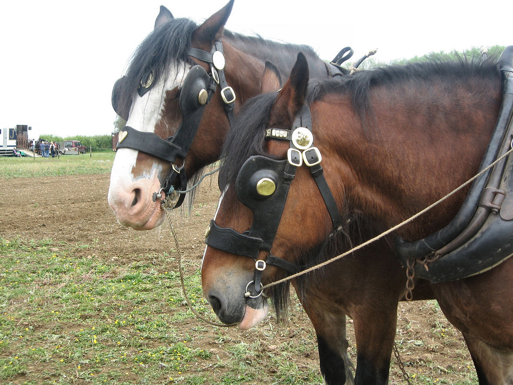 Shire horses pic Timitrius