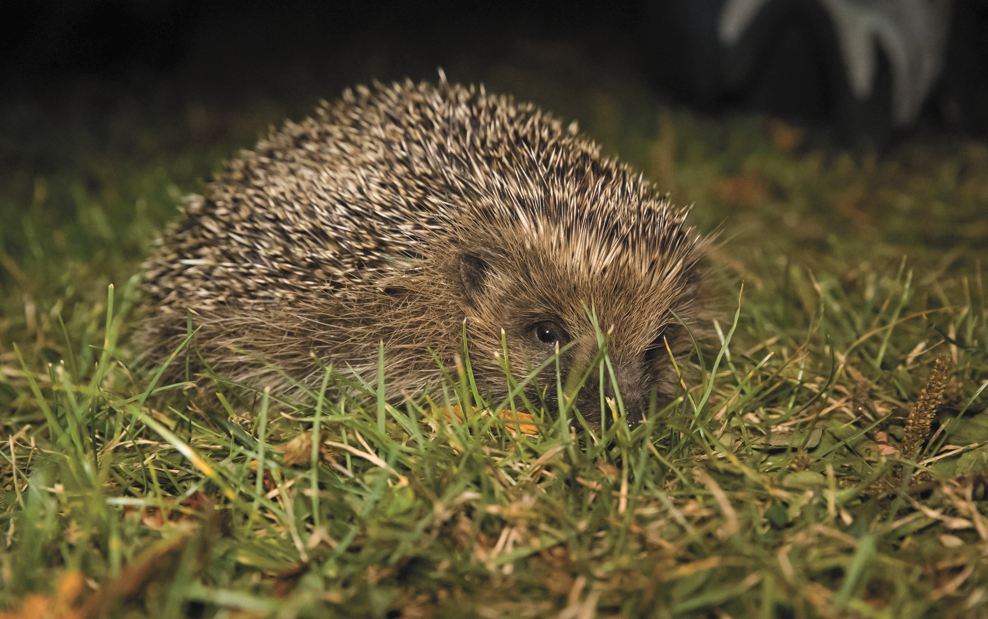 HS2 threat to hedgehogs refusing to leave Regent’s Park car park Penny Dixie