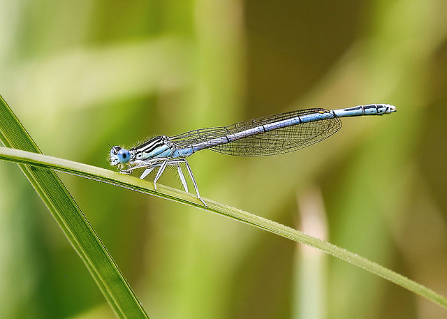 Rare dragonfly ‘extinct in London’ is spotted on Hampstead Heath dragonfly charlie jackson