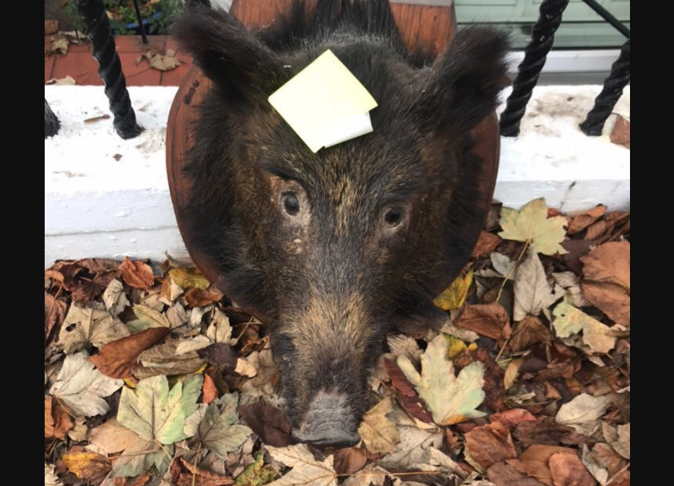 boar