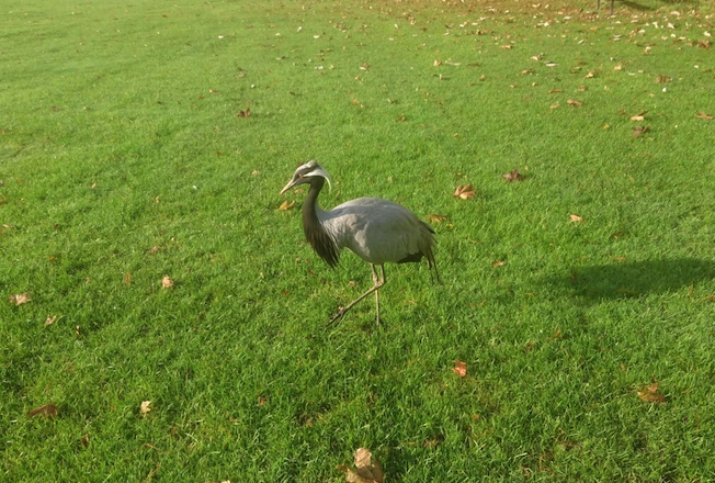 WATCH: Rangers tackle lost crane on Hampstead Heath crane