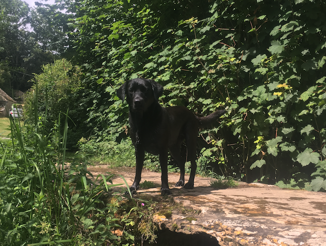 Reward offered in search for Labrador which disappeared on Hampstead Heath dizzee2