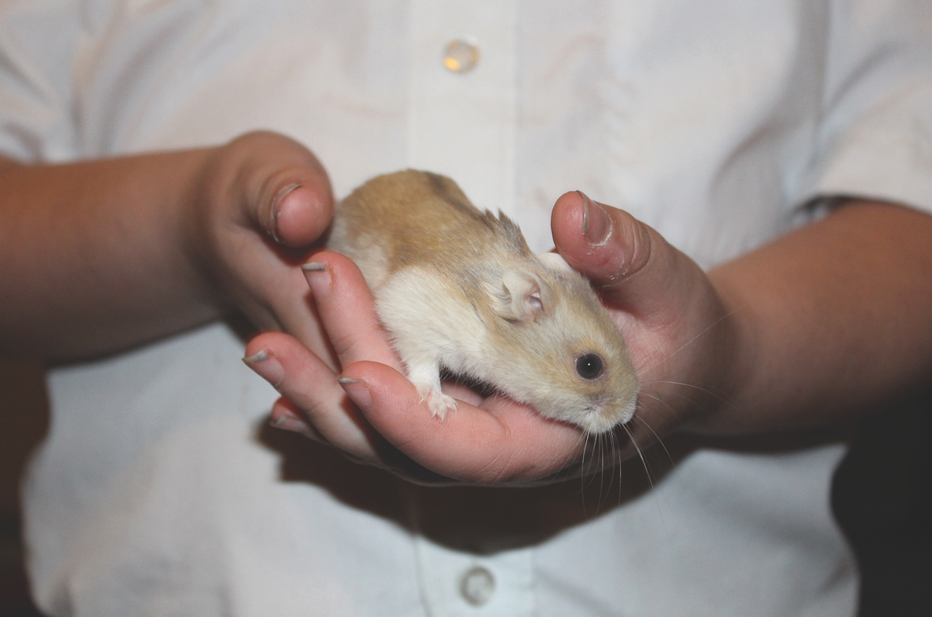 hamster