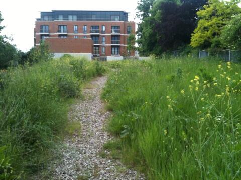 minster road nature reserve 2014