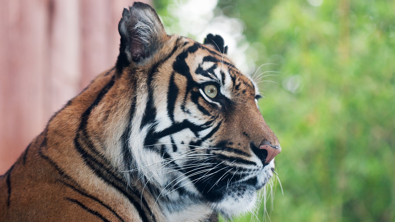 London Zoo tiger pixabay - no attribution needed