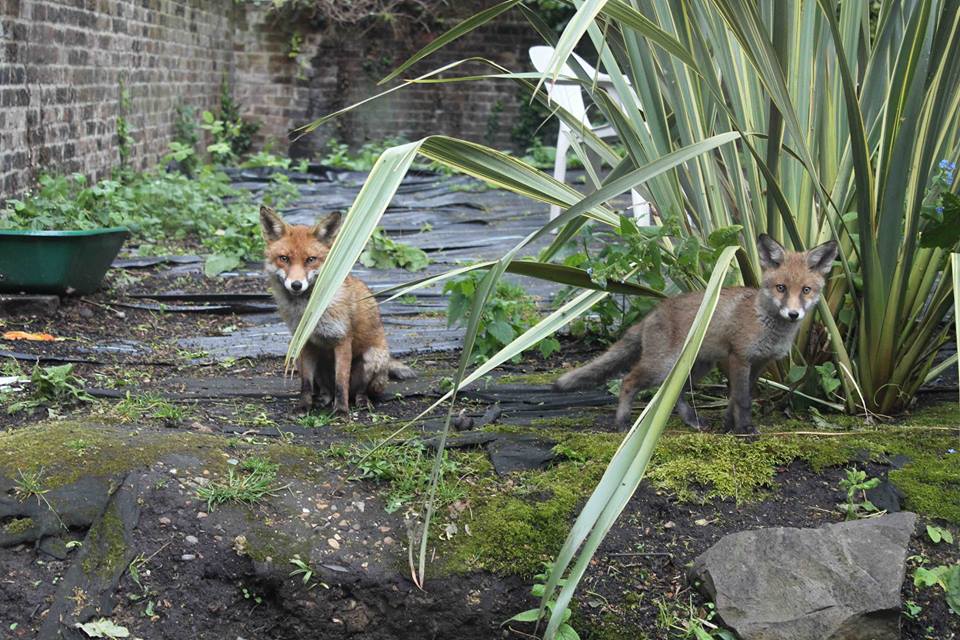 Animal death investigators link severed fox head to Croydon cat killer cases foxes