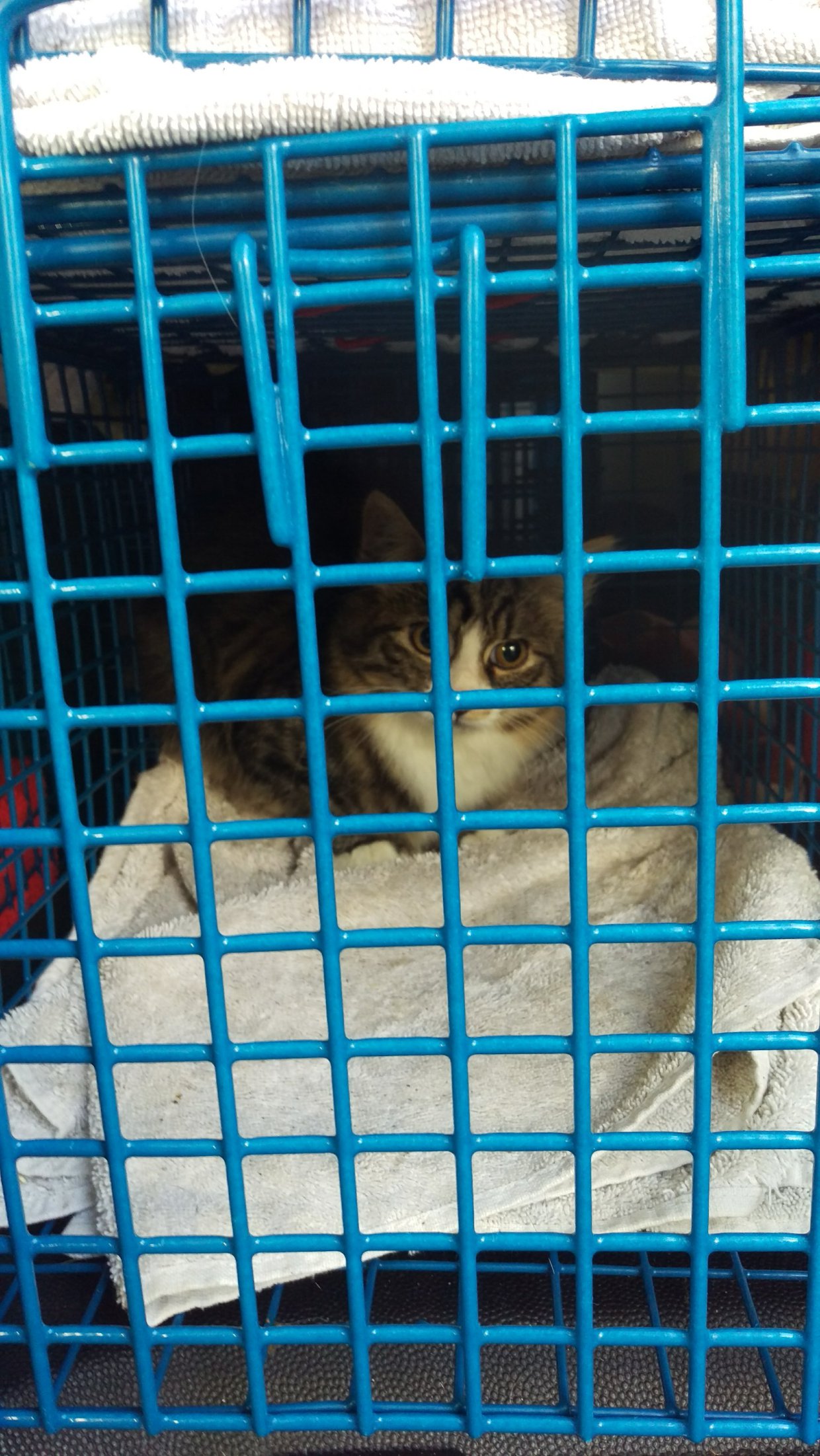 Maiden Lane stray cat
