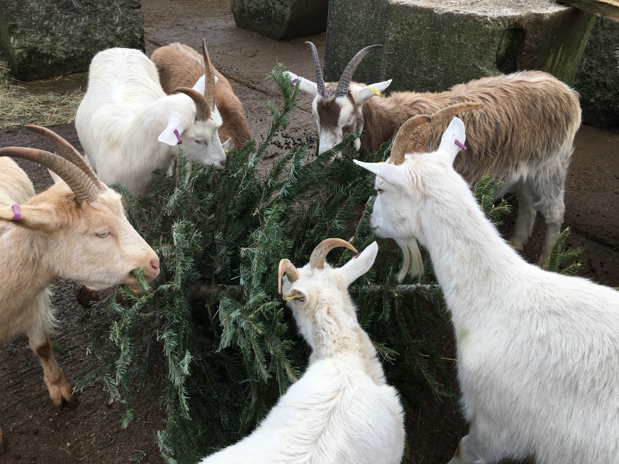 Pine dining! Goats tuck into festive leftovers with Christmas tree dinner undefined-9