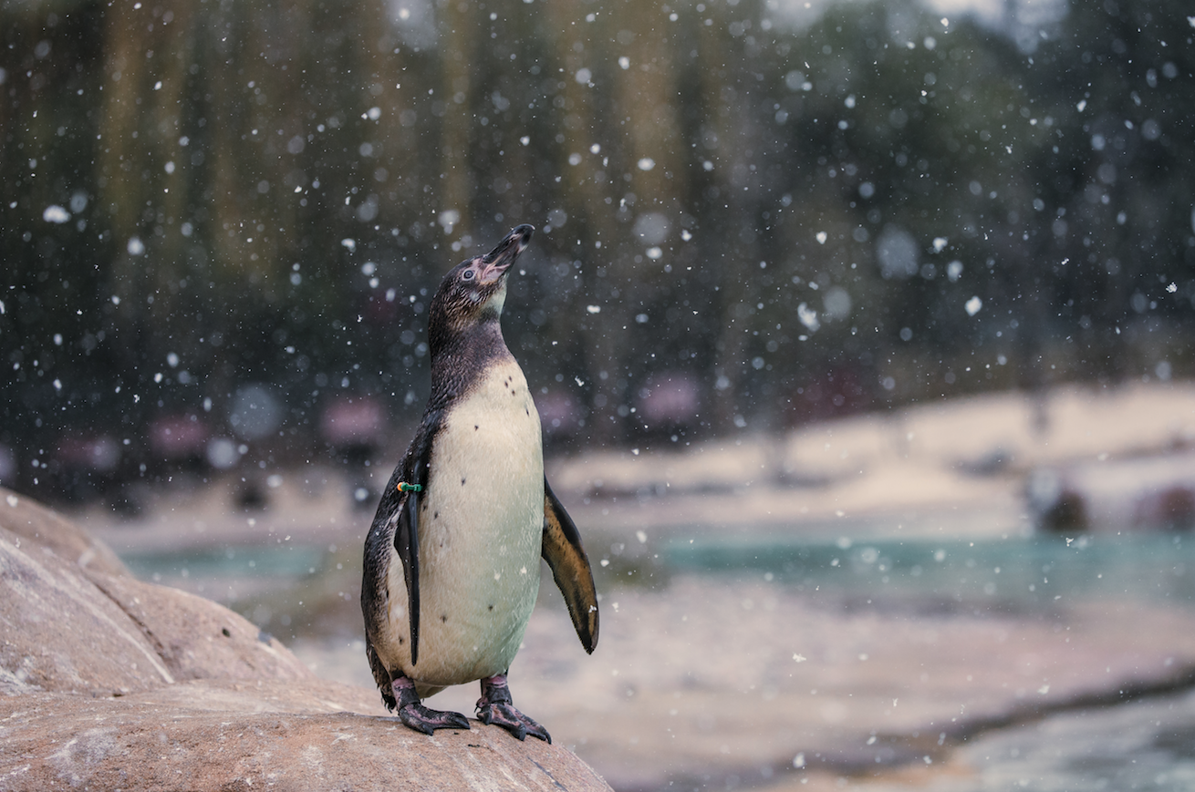 penguin zoo snow zsl