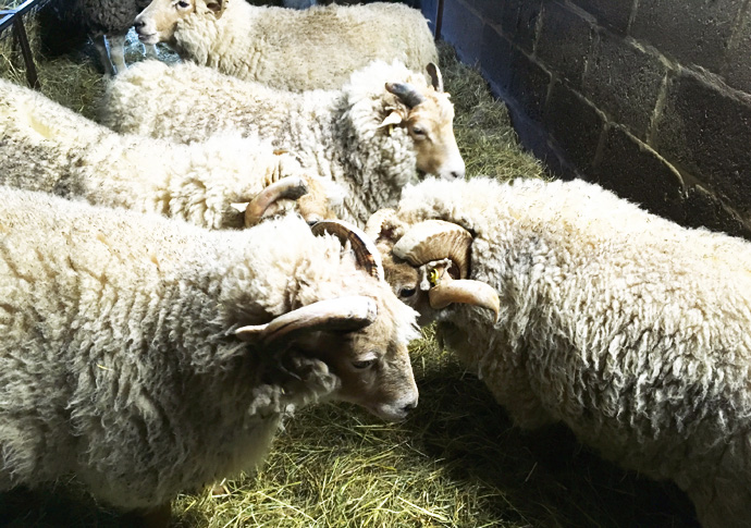Kentish Town City Farm board member quits following ‘social media criticism’ City Farm IMG-0132