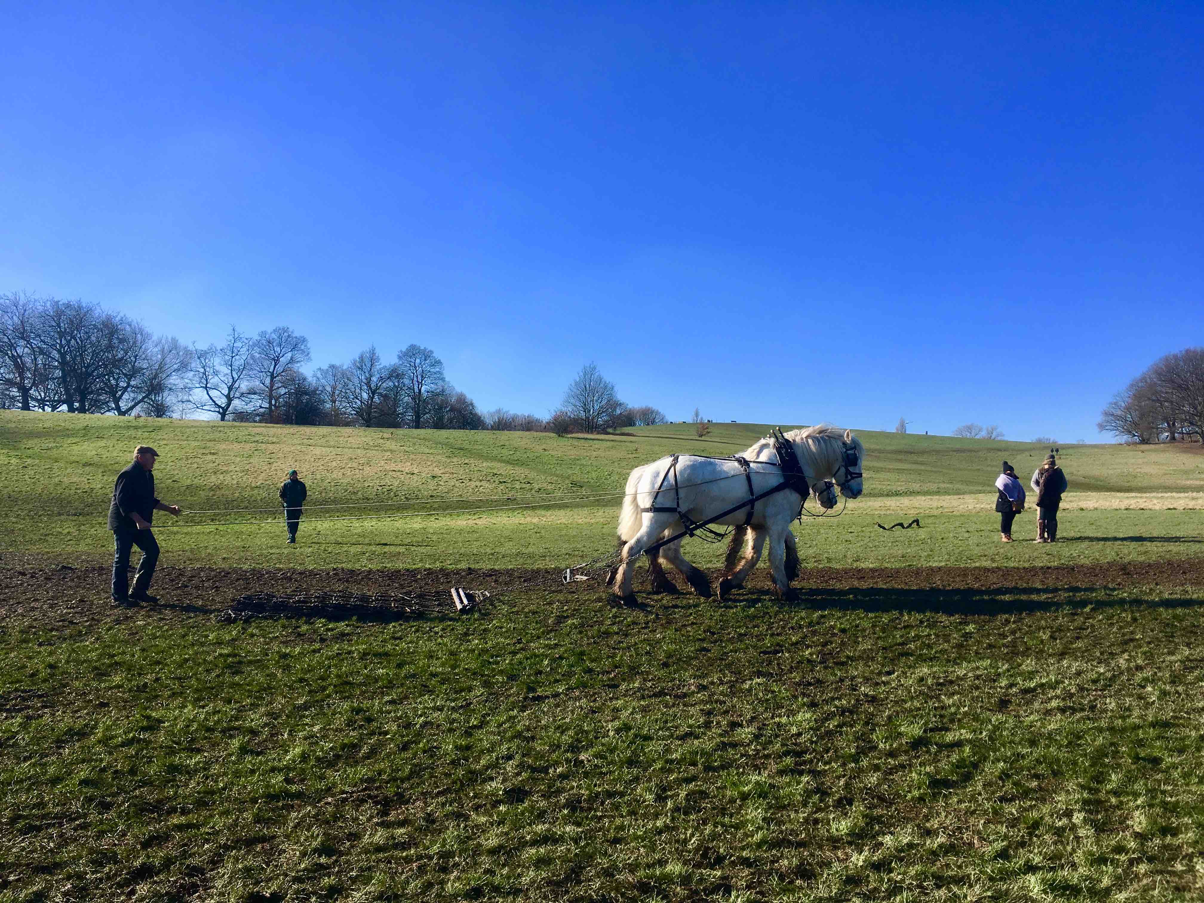 Shire horses hampstead heath 2018