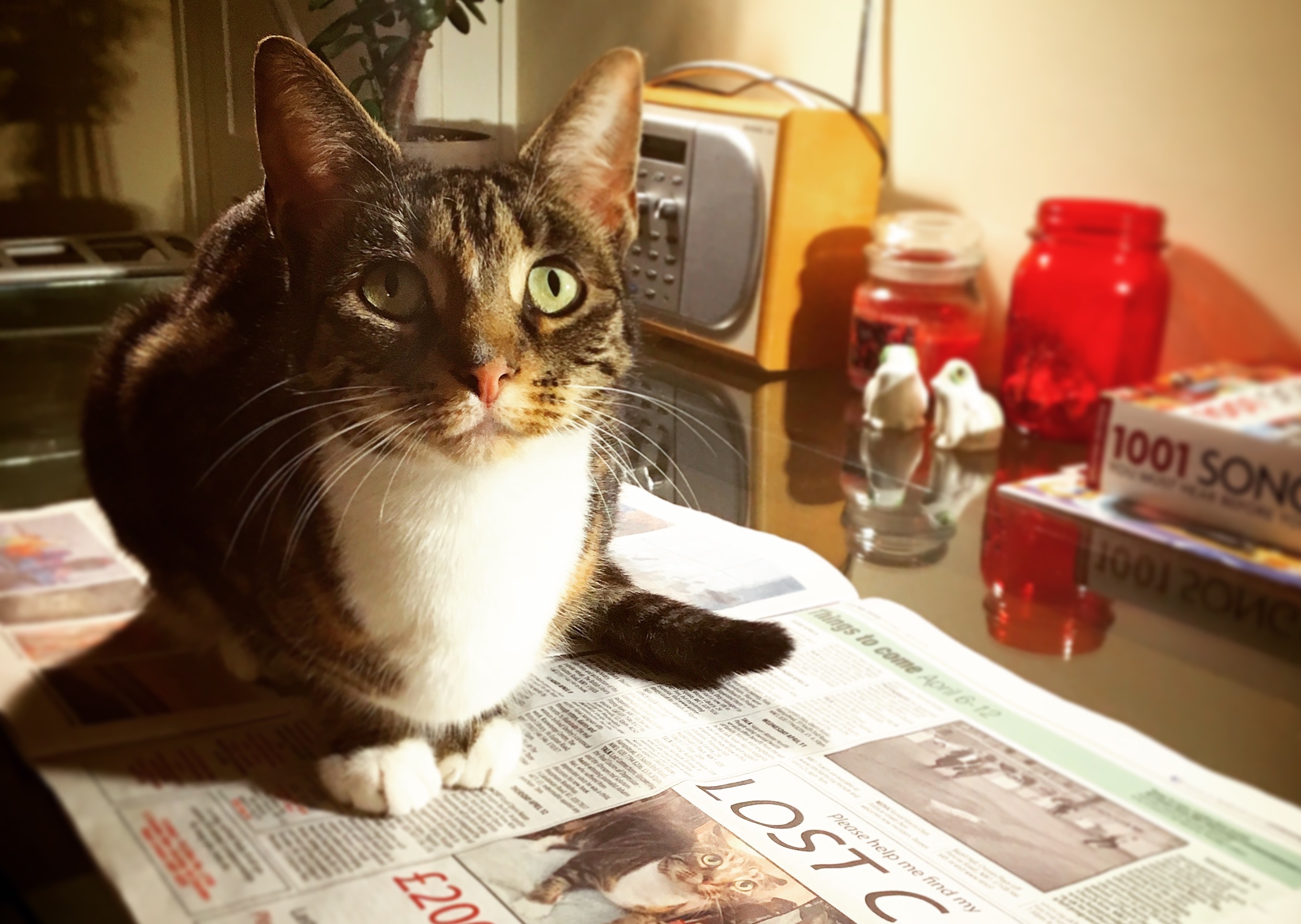Man who took lost cat advert out in CNJ is reunited with missing moggy cat