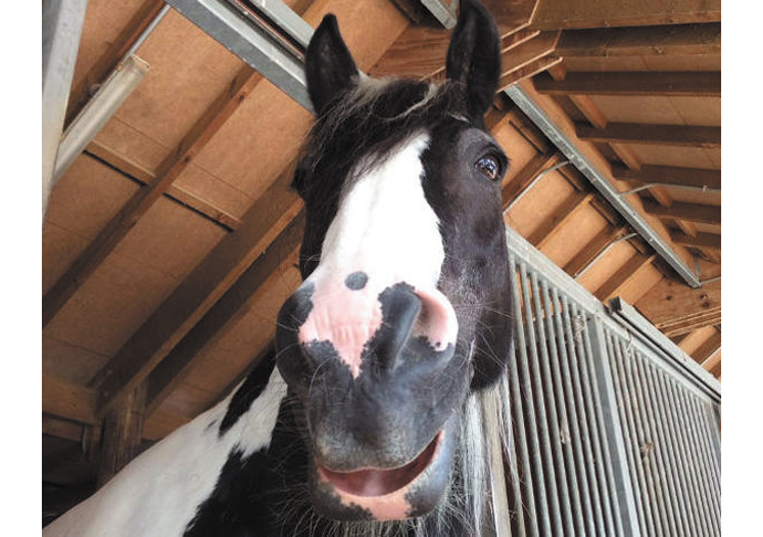 Mystery of city farm’s 20 new recruits Kids half-term_Kentish Town City Farm_Horse